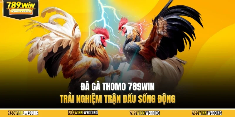 Đá gà Thomo